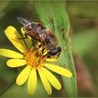 Mistbiene (Eristalis tenax).