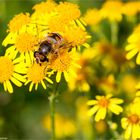 Mistbiene (Eristalis tenax) ...