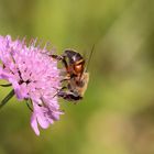 Mistbiene (Eristalis tenax)