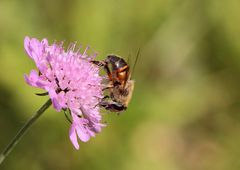 Mistbiene (Eristalis tenax)