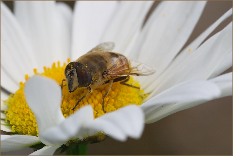 Mistbiene (Eristalis tenax)