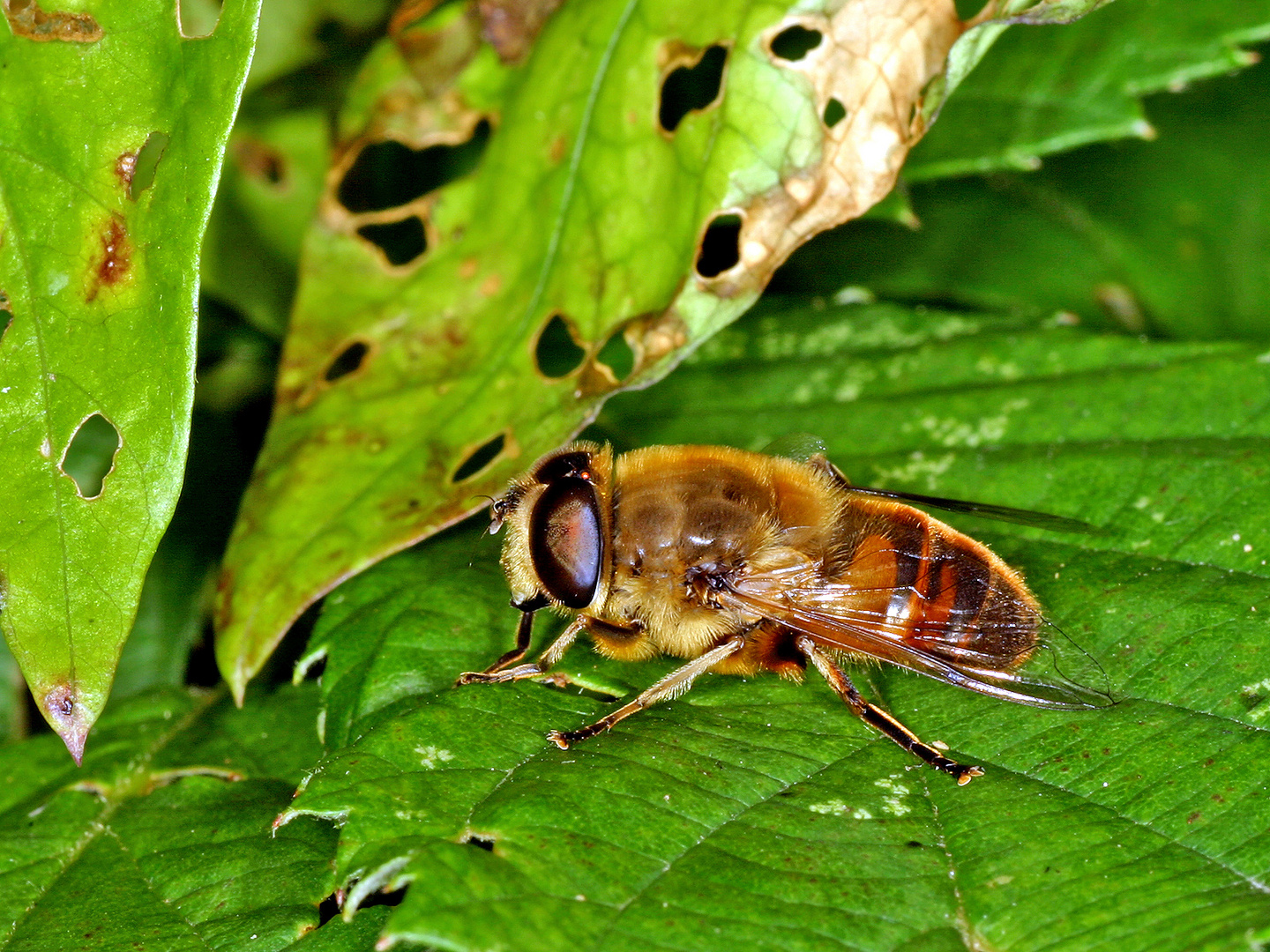 Mistbiene (Eristalis tenax).....