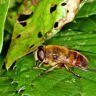 Mistbiene (Eristalis tenax).....