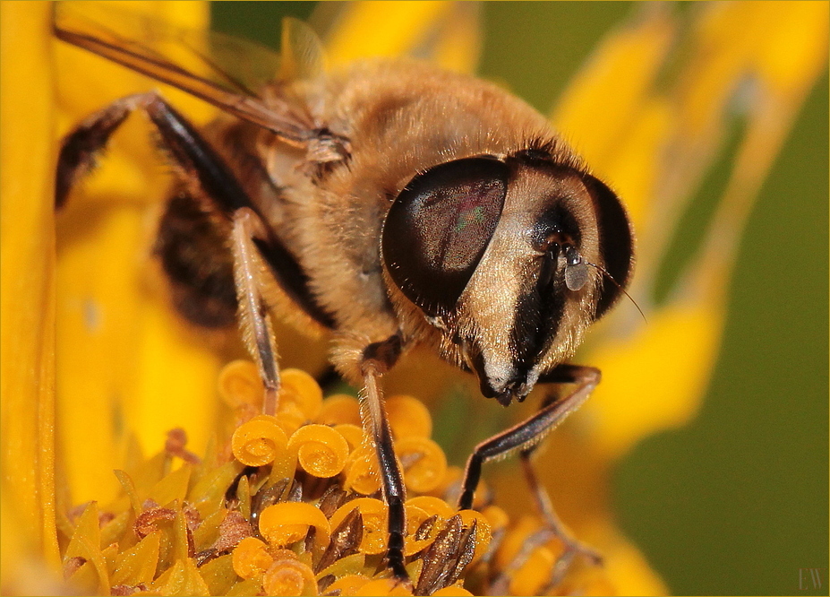 Mistbiene (Eristalis tenax)