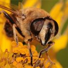 Mistbiene (Eristalis tenax)