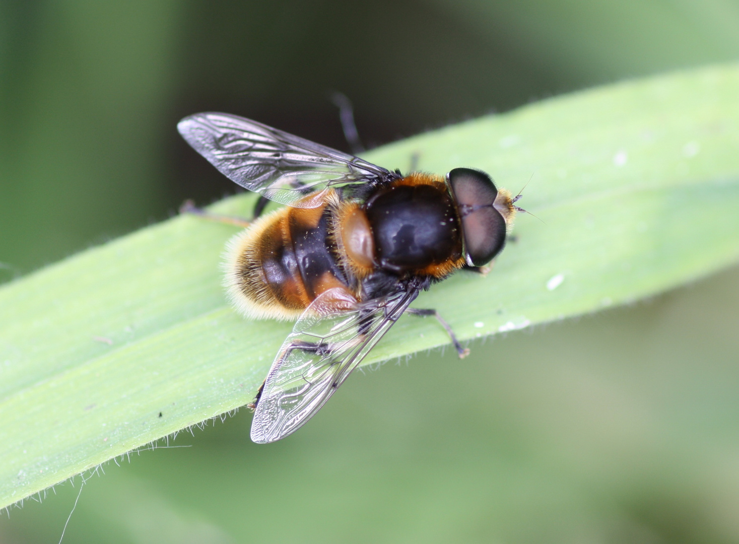 Mistbiene (Eristalis tenax)