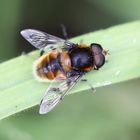 Mistbiene (Eristalis tenax)