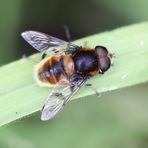 Mistbiene (Eristalis tenax)