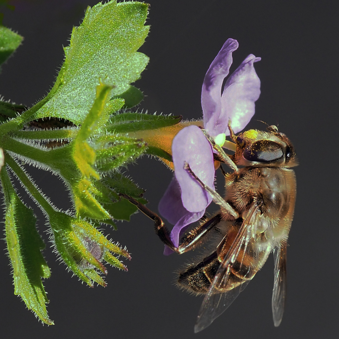 Mistbiene (Eristalis tenax)