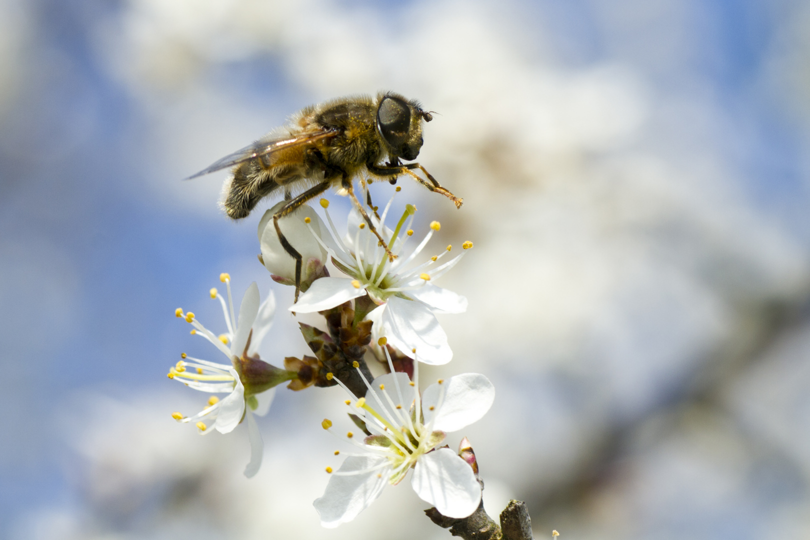 Mistbiene (Eristalis tenax)