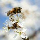 Mistbiene (Eristalis tenax)