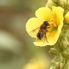 Mistbiene (Eristalis tenax)? auf Königskerze