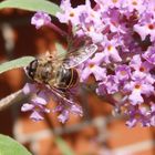 Mistbiene (Eristalis tenax) auf Sommerflieder