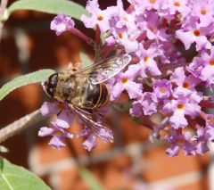 Mistbiene (Eristalis tenax) auf Sommerflieder