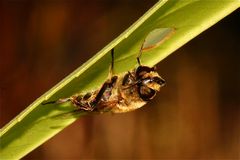 Mistbiene Eristalis tenax - Bild 3: Putzen des Kopfes und der Augen