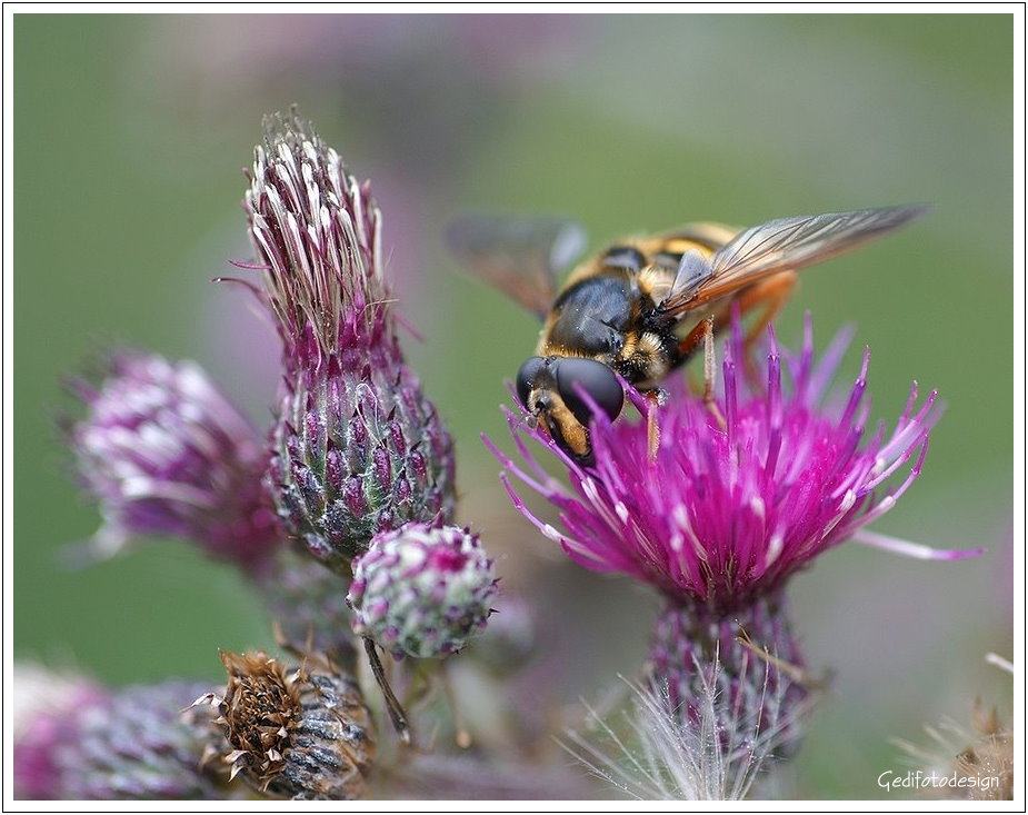 Mistbiene - Eristalis tenax