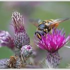 Mistbiene - Eristalis tenax