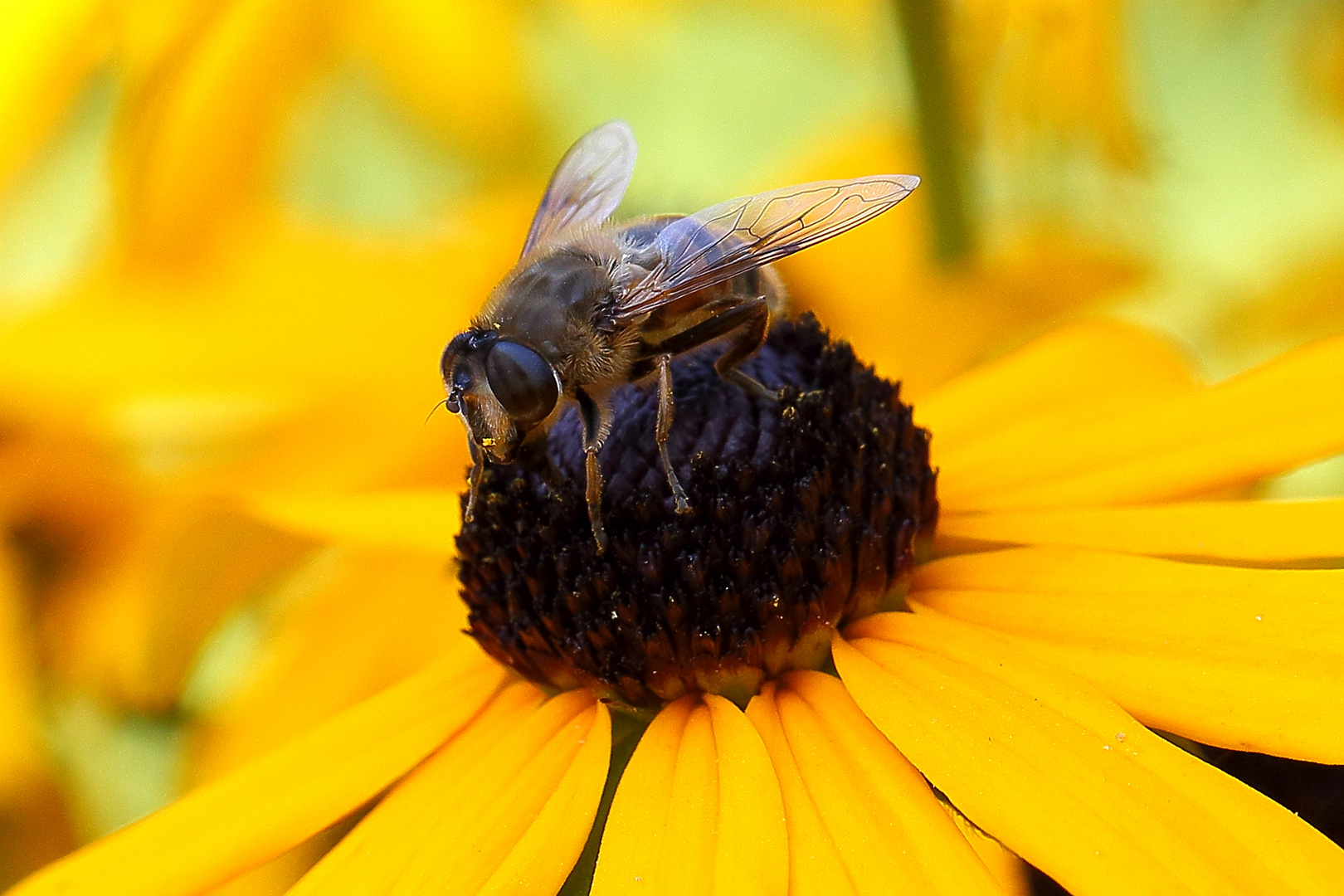 Mistbiene (Eristalis tenax)