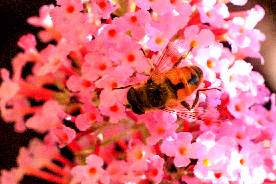 Mistbiene (Eristalis tenax)