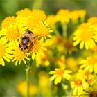 Mistbiene (Eristalis tenax) ....