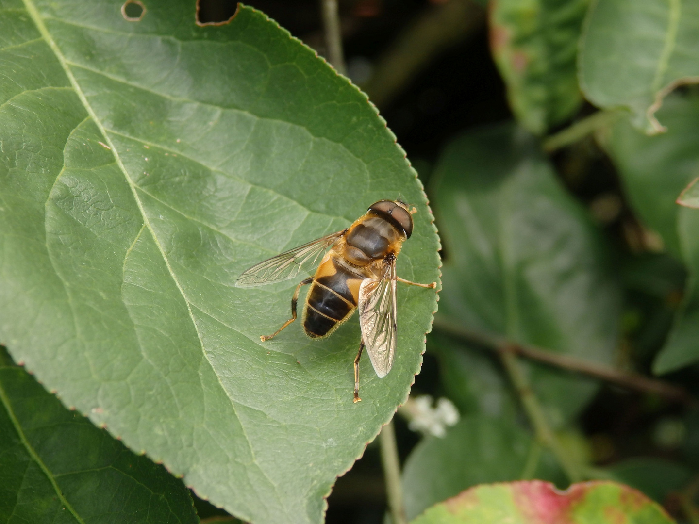 Mistbiene (Eristalis tenax)