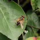 Mistbiene (Eristalis tenax)