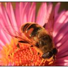 Mistbiene (Eristalis tenax) - Männchen