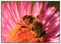 Mistbiene (Eristalis tenax) - Männchen