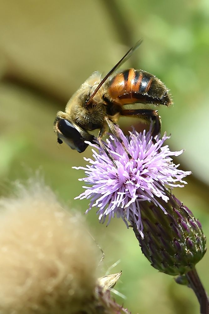 Mistbiene (Eristalis tenax) Männchen von der Seite