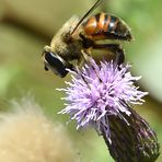 Mistbiene (Eristalis tenax) Männchen von der Seite