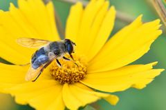 Mistbiene (Eristalis tenax) Profil