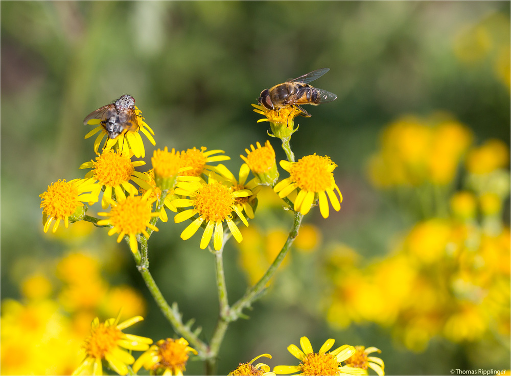 Mistbiene (Eristalis tenax) und noch eine andere....