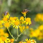 Mistbiene (Eristalis tenax) und noch eine andere....