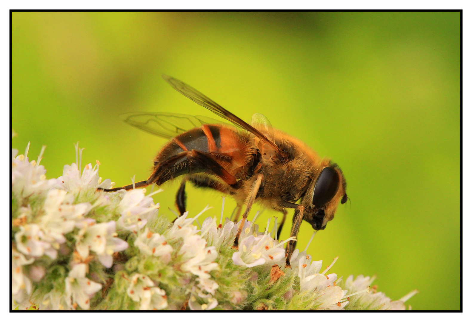 Mistbiene (Eristalis tenax) - Weibchen