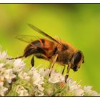 Mistbiene (Eristalis tenax) - Weibchen