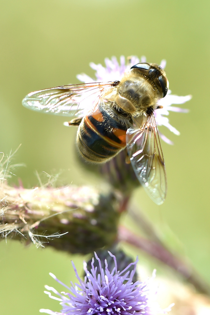 Mistbiene (Eristalis tenax) Weibchen