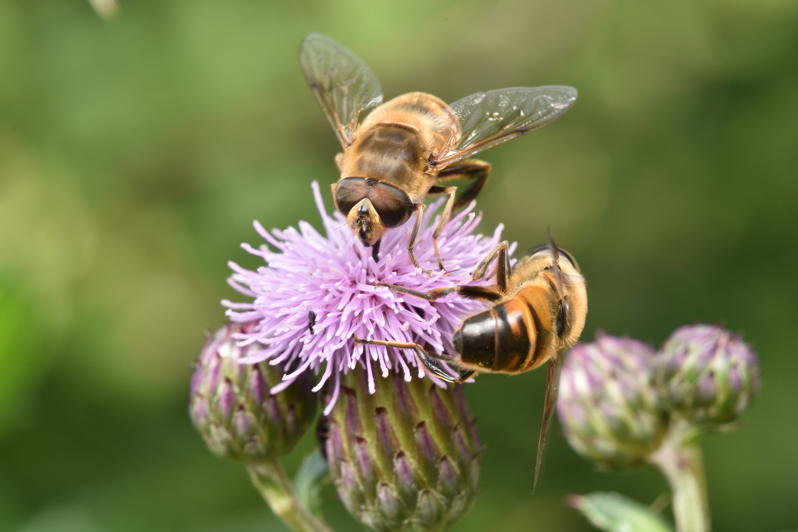 Mistbiene im Doppelpack