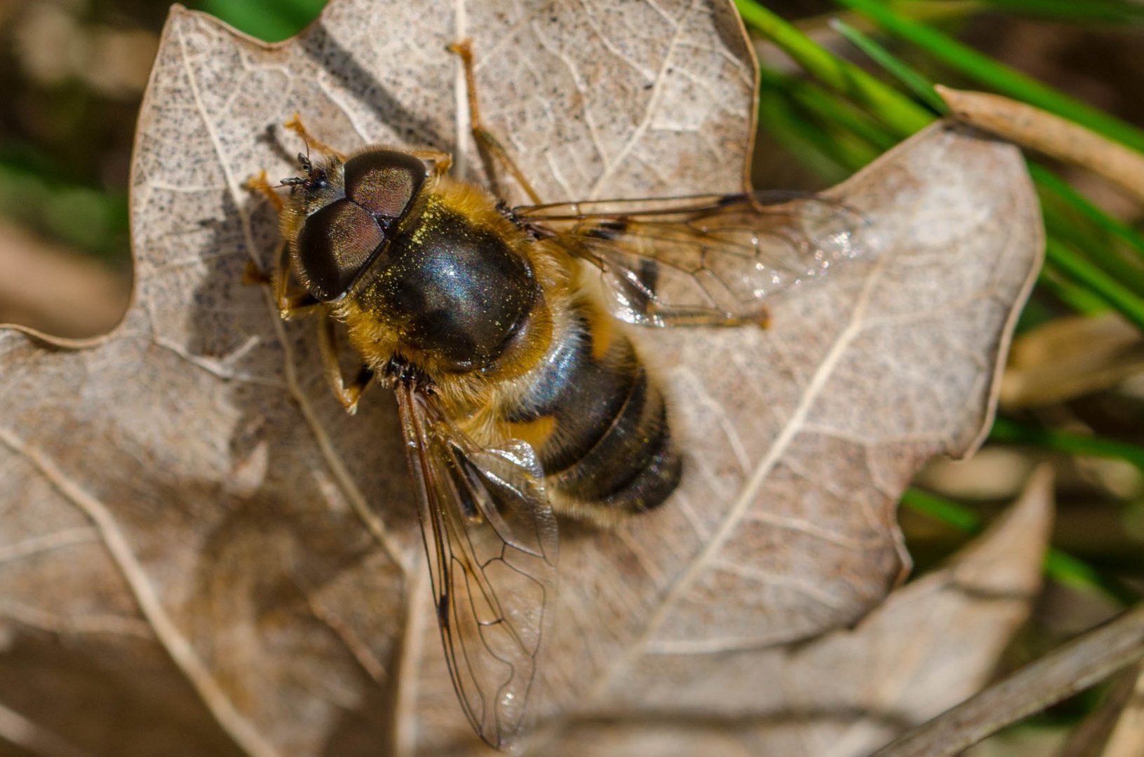 Mistbiene (Schwebfliege) auf Blatt