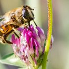 Mistbiene und warum sie so heißt (Witz von mir)