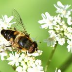 Mistbiene Weibchen Draufsicht - Eristalis tenax