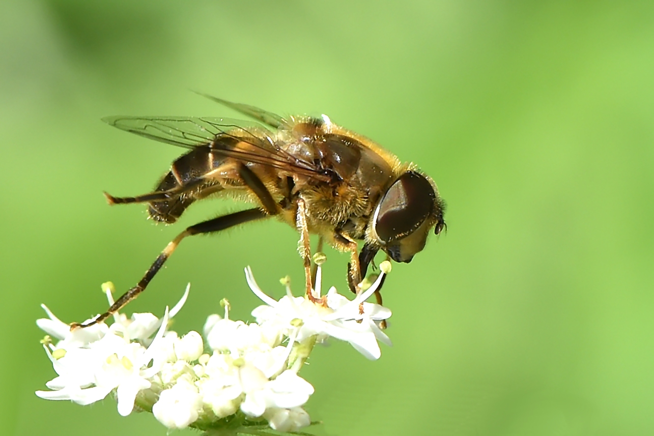 Mistbiene Weibchen Seitenansicht - Eristalis tenax