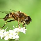 Mistbiene Weibchen Seitenansicht - Eristalis tenax