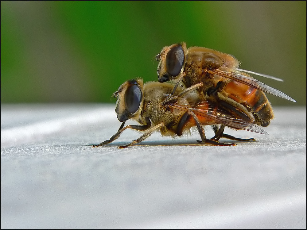 Mistbienen