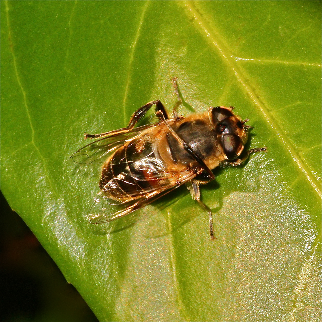 Mistbienen-Frühjahrsputz - Bild 4: Putzen des Thorax