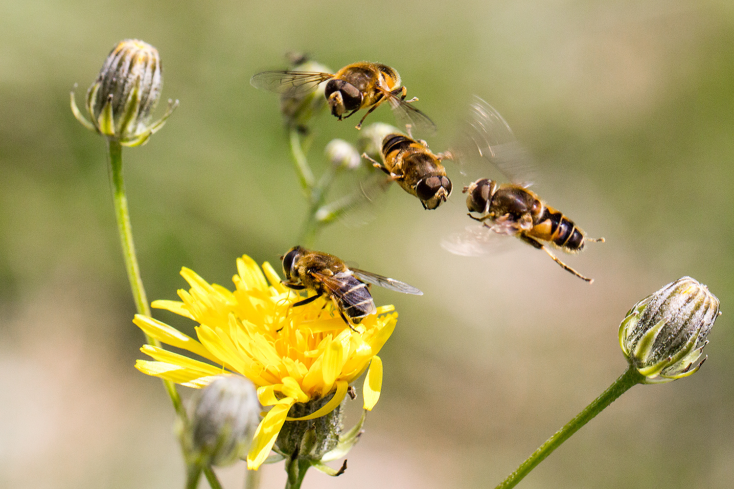 Mistbienen: Streit der Männchen um das Weibchen auf der Blüte!