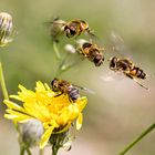 Mistbienen: Streit der Männchen um das Weibchen auf der Blüte!