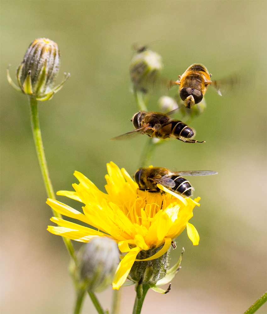 Mistbienen, Streit zweier Männchen um das Weibchen auf der Blüte