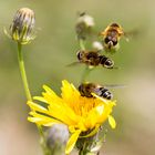 Mistbienen, Streit zweier Männchen um das Weibchen auf der Blüte