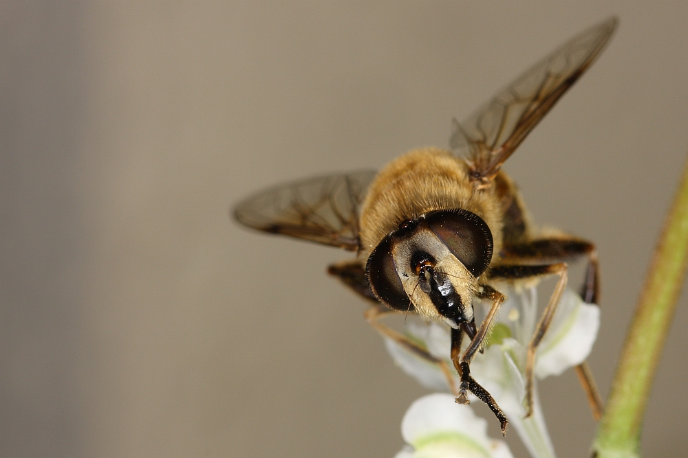 Mistbienen Weibchen?