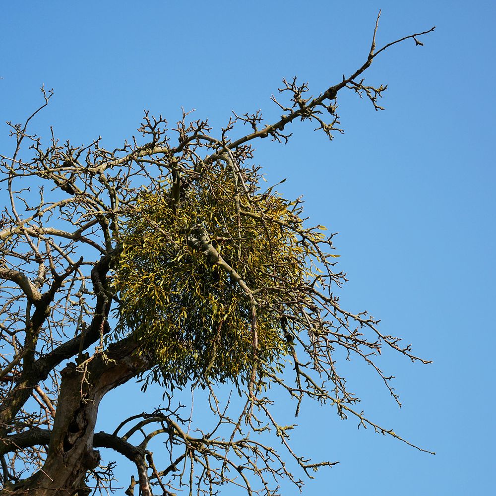 Mistel Foto & Bild bäume, winter, natur Bilder auf Mistel Foto & Bild bäume, winter, natur Bilder auf
